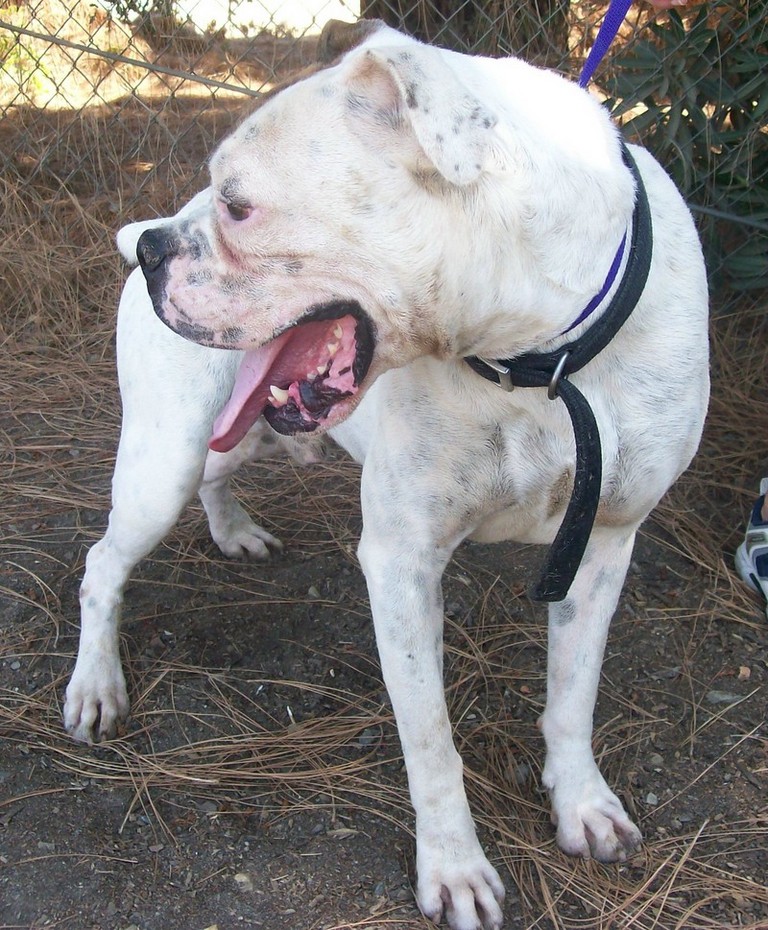 Other Photos of thie Dog