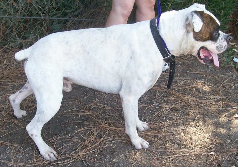 Other Photos of thie Dog