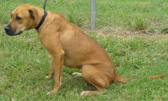 Other Photos of thie Dog