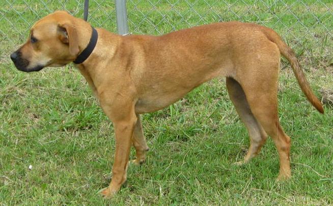 Other Photos of thie Dog