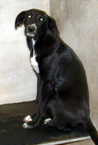 Other Photos of thie Dog