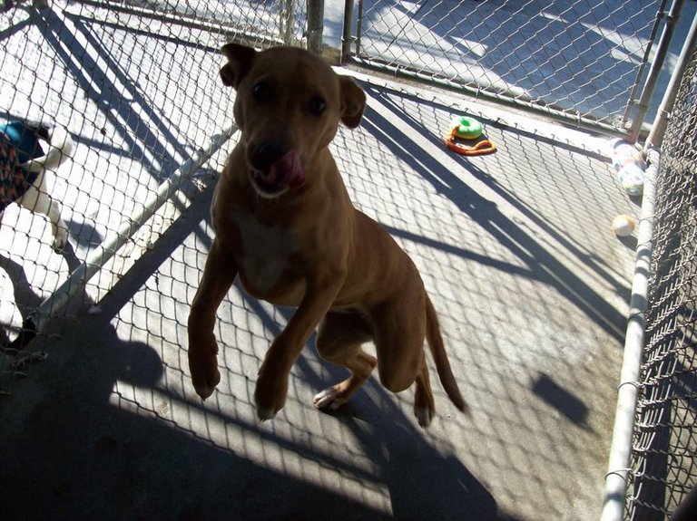 Other Photos of thie Dog