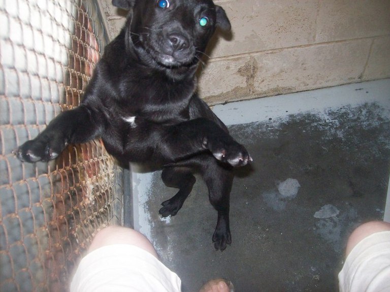 Other Photos of thie Dog