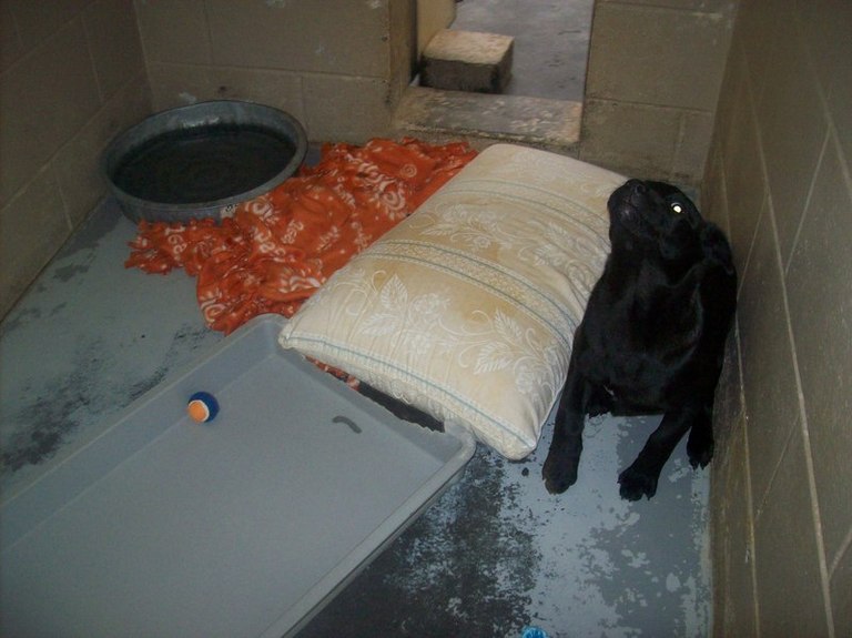 Other Photos of thie Dog