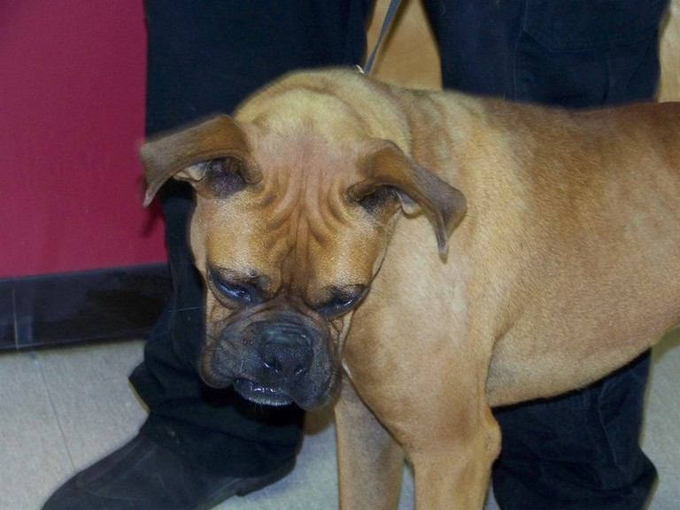 Other Photos of thie Dog