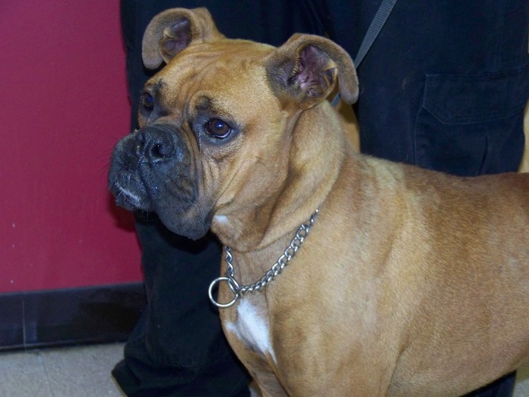 Other Photos of thie Dog