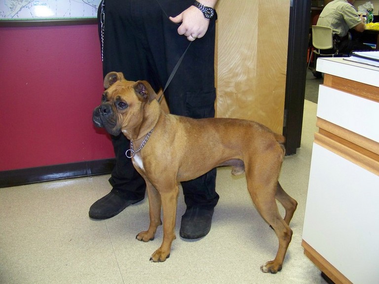 Other Photos of thie Dog