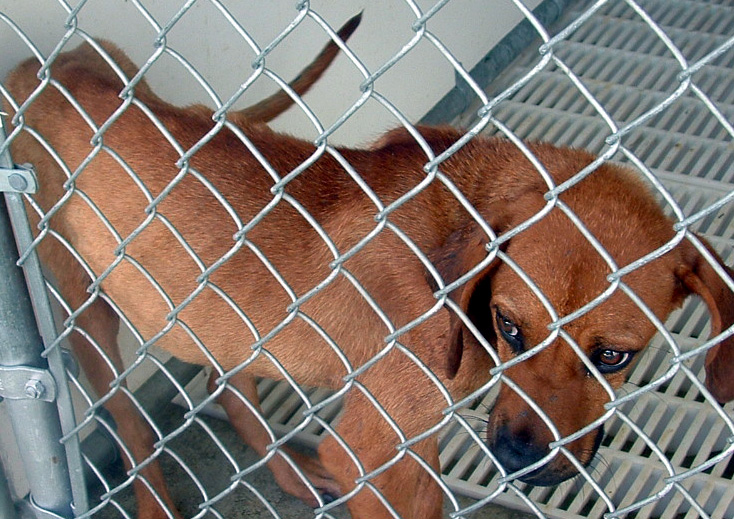 Other Photos of thie Dog