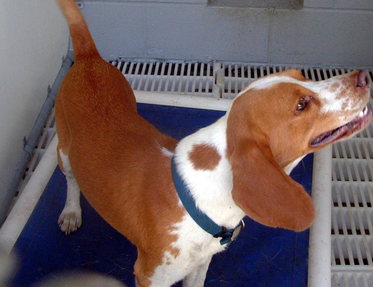 Other Photos of thie Dog