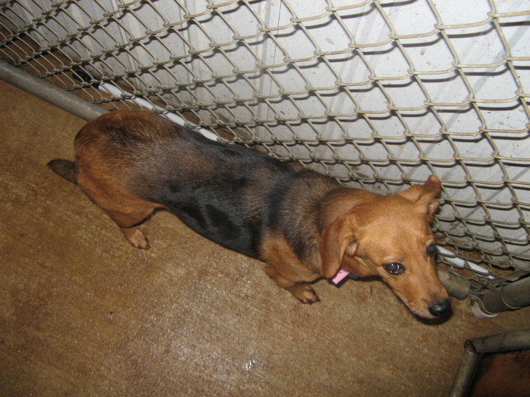 Other Photos of thie Dog