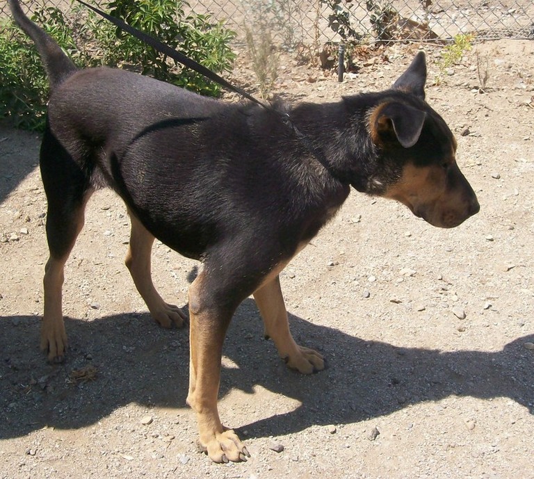 Other Photos of thie Dog