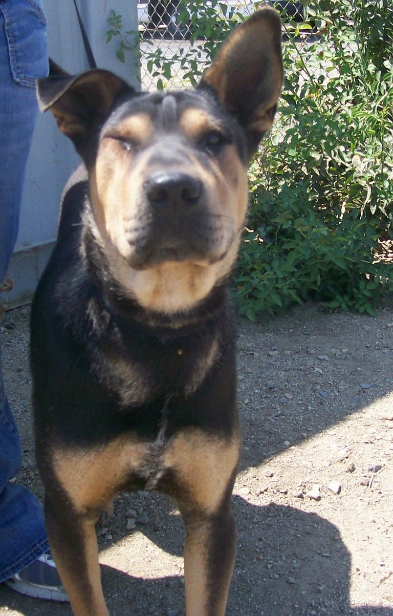 Other Photos of thie Dog