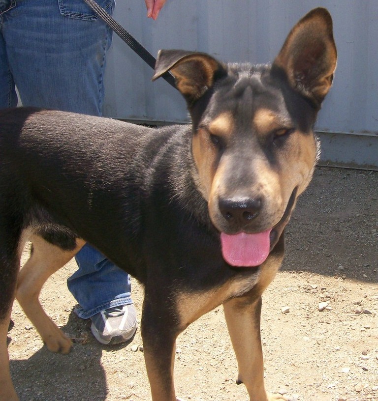 Other Photos of thie Dog