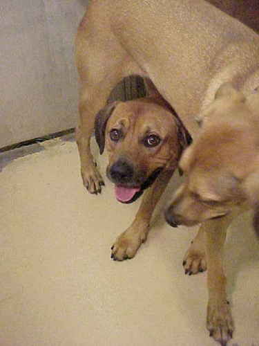 Other Photos of thie Dog