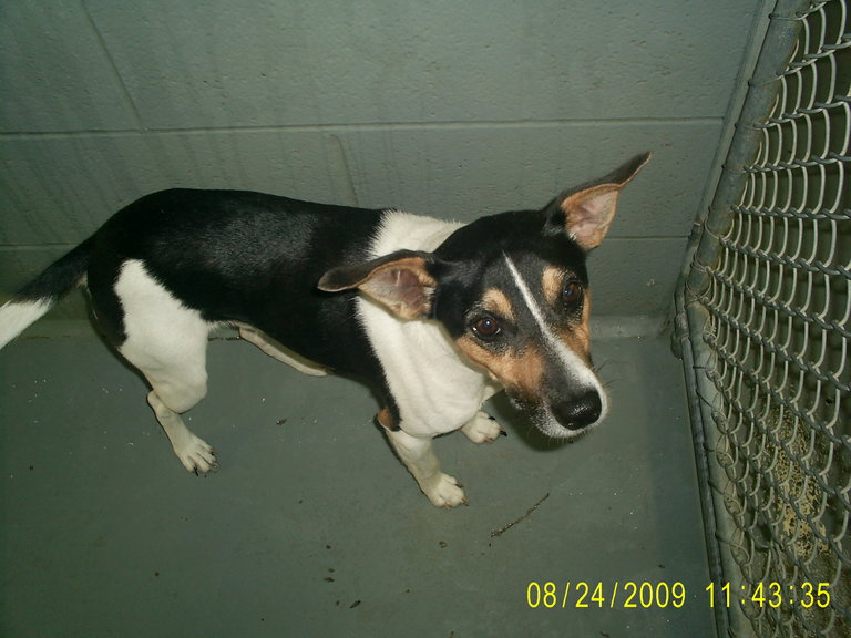 Other Photos of thie Dog