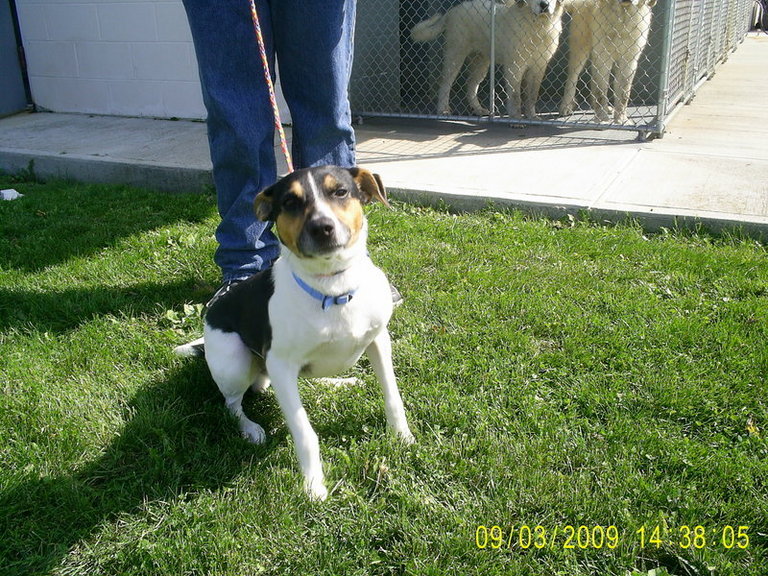 Other Photos of thie Dog