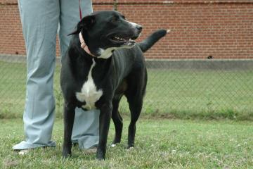 Other Photos of thie Dog