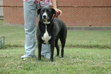 Other Photos of thie Dog