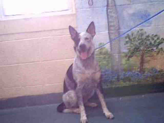 Main Photo of this Dog