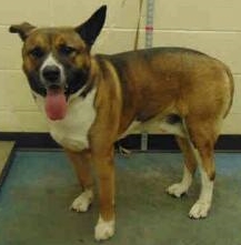 Other Photos of thie Dog