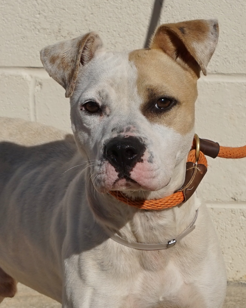 Other Photos of thie Dog