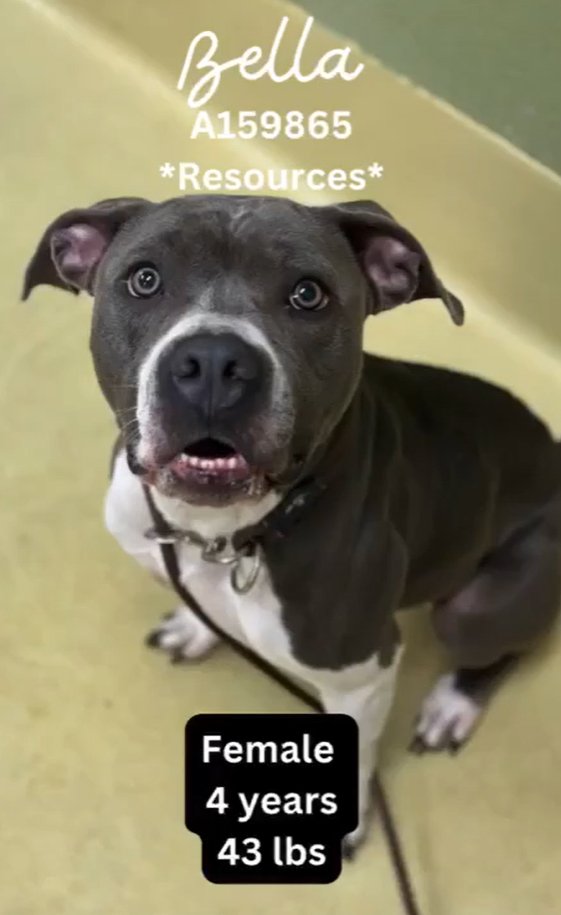 Main Photo of this Dog