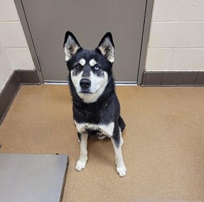 DogInDanger of Being Killed
