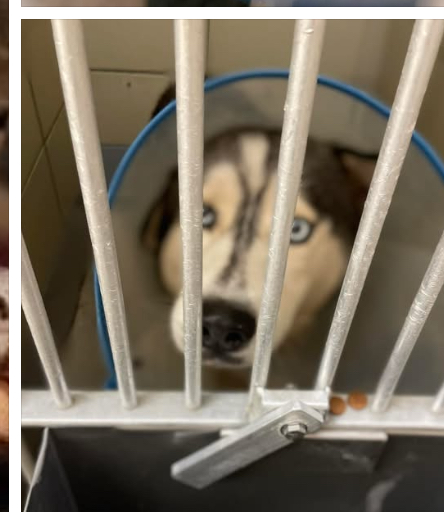 Other Photos of thie Dog