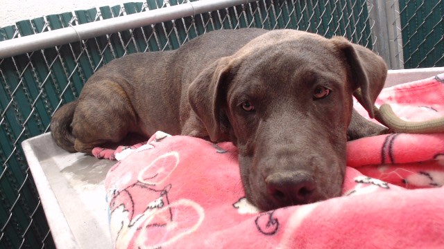 Other Photos of thie Dog