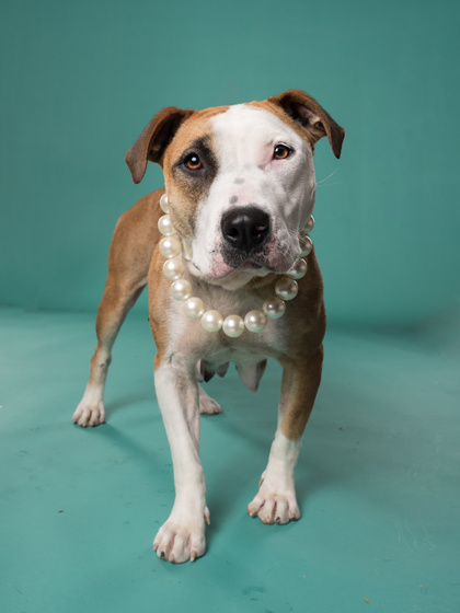 Fresno, a Terrier, available for adoption
