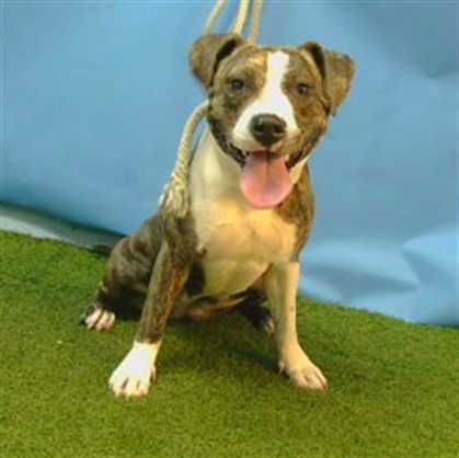 A5783846, a Pit Bull Terrier, available for adoption