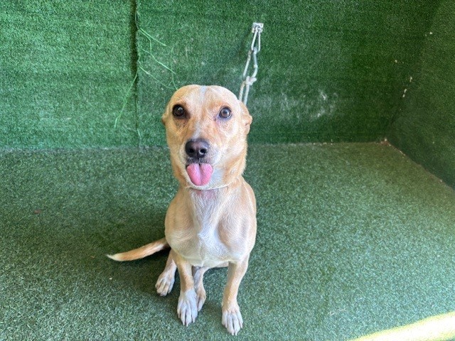 Yogi, a Chihuahua, available for adoption