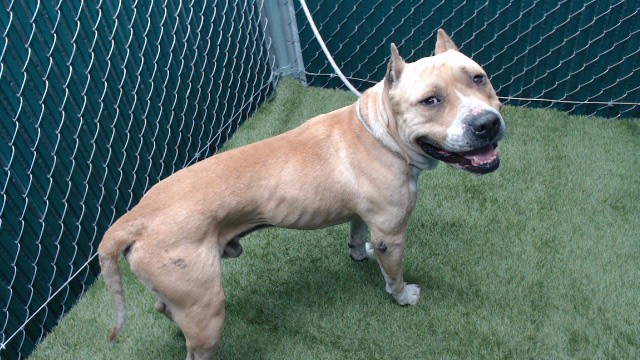 Titus, a Pit Bull Terrier, available for adoption