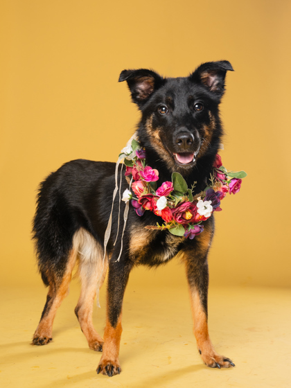 Sadie, a Terrier, available for adoption