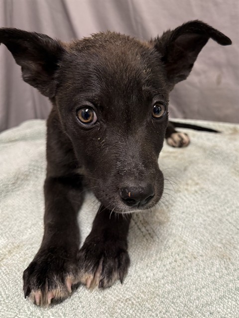 Larry, a German Shepherd, available for adoption