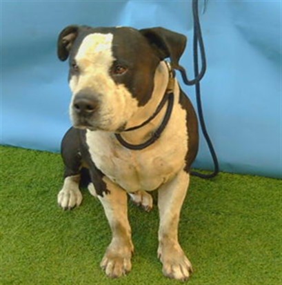 Rambo, a Pit Bull Terrier, available for adoption