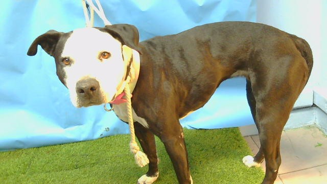 Luna, a Pit Bull Terrier, available for adoption