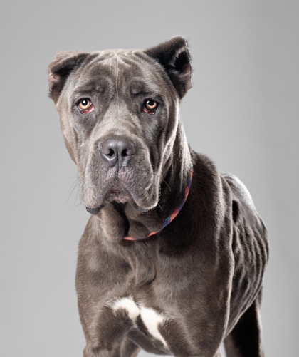 Lady Bridgerton, a American Staffordshire Terrier, available for adoption