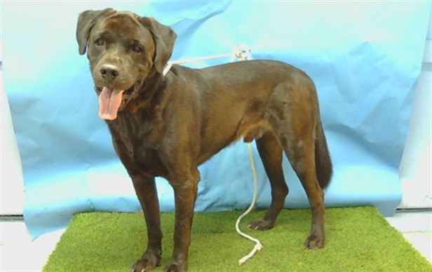 Panther, a Rottweiler, available for adoption