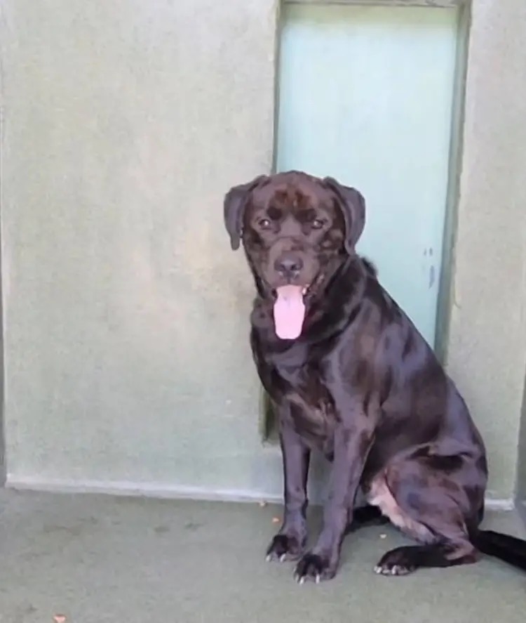 Panther, a Rottweiler, available for adoption