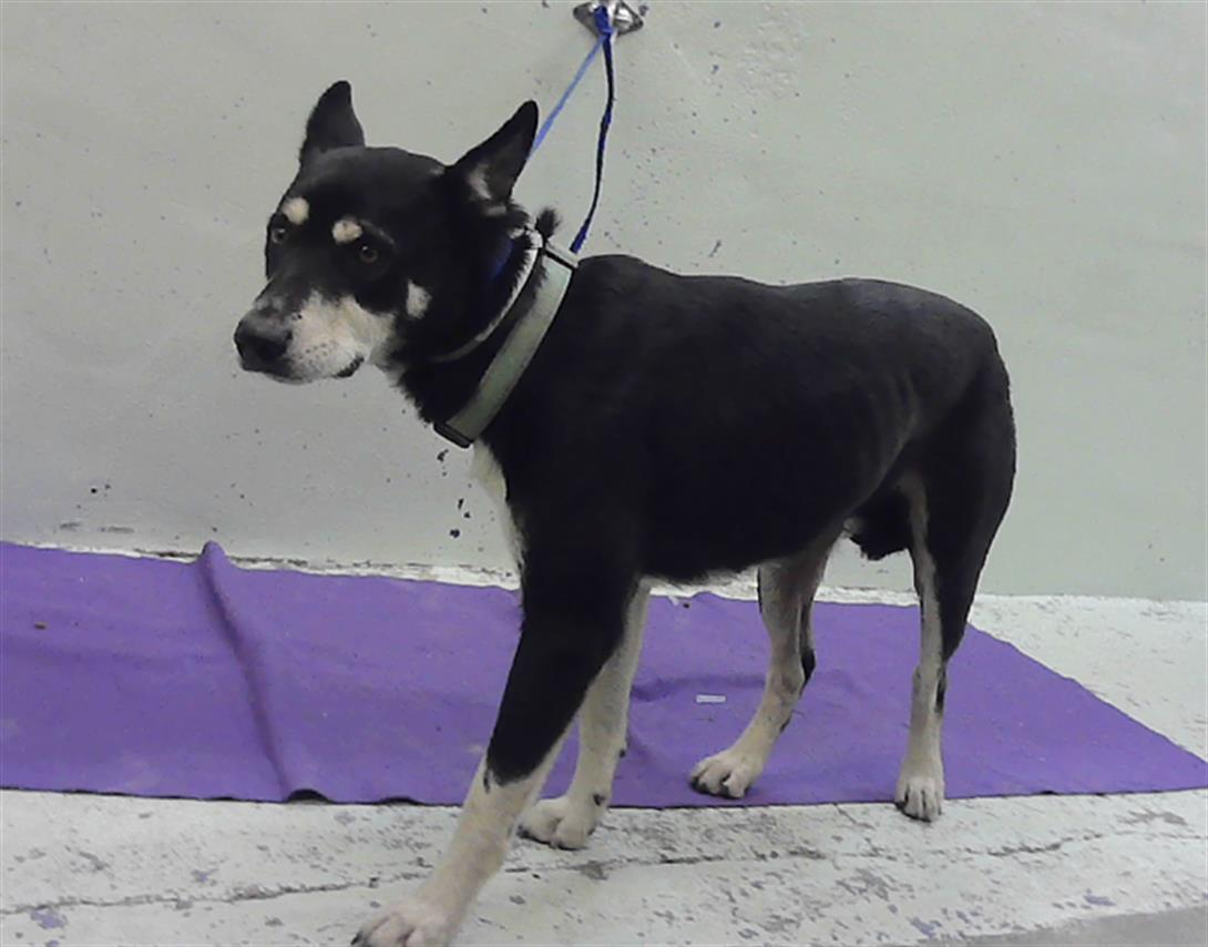 Rizzo, a Siberian Husky (mix breed), available for adoption