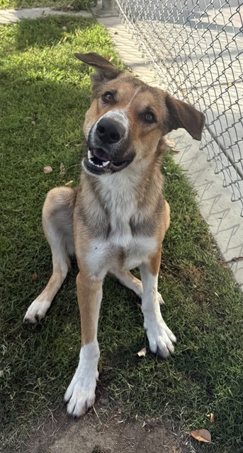 West, a Shepherd (mix breed), available for adoption