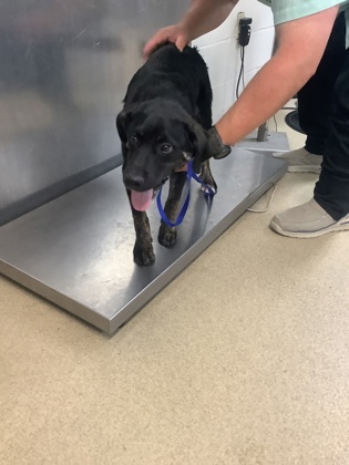 Luke Skybarker, a German Shepherd, available for adoption
