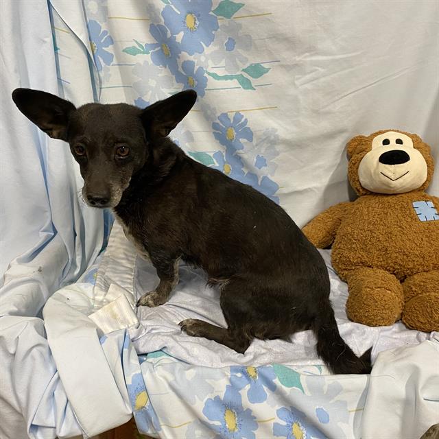Prissy, a Chihuahua, available for adoption