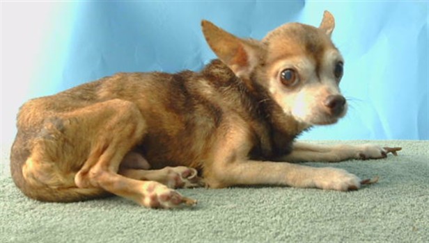A5794025, a Chihuahua, available for adoption