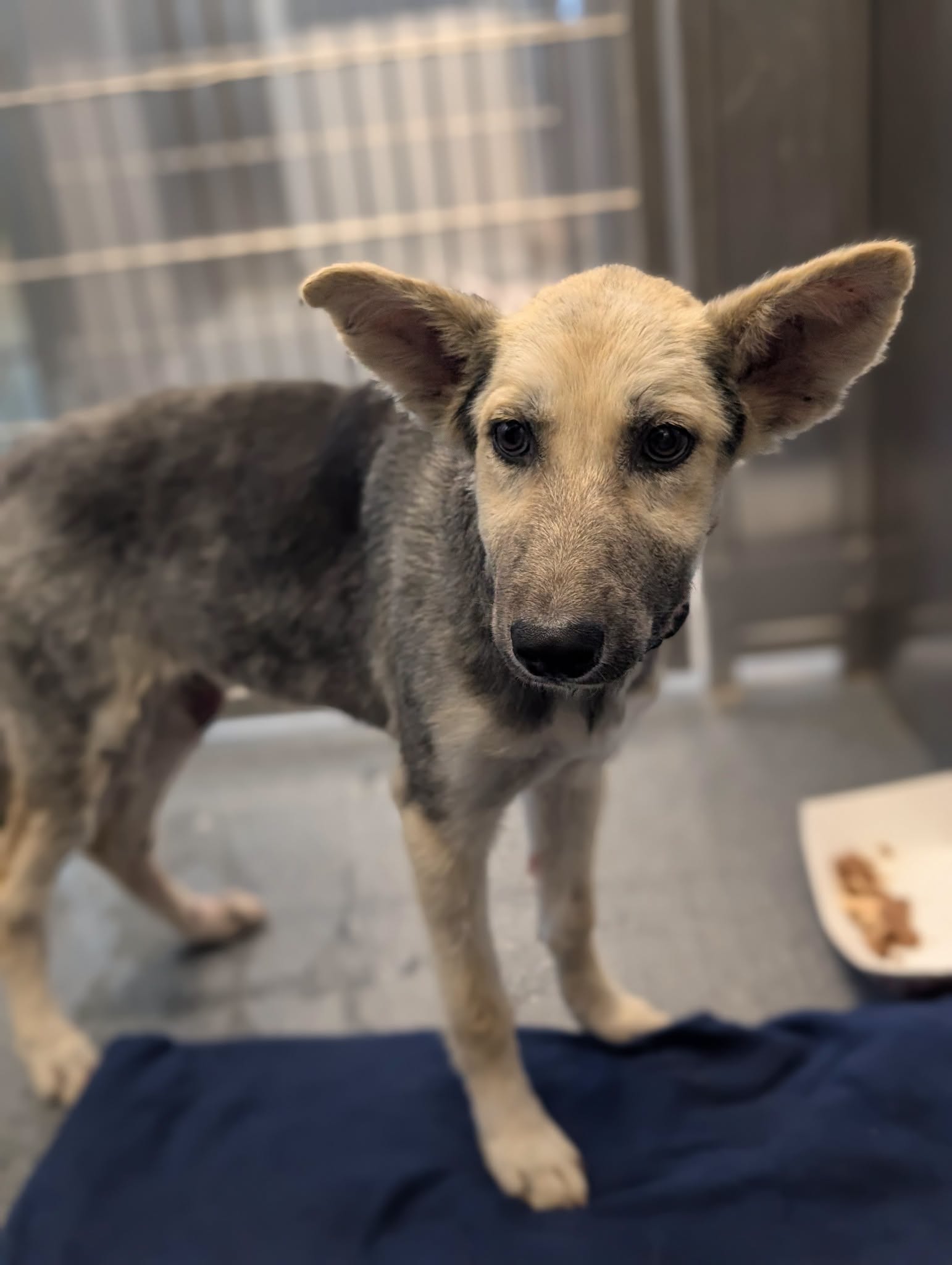 Rose, a German Shepherd, available for adoption