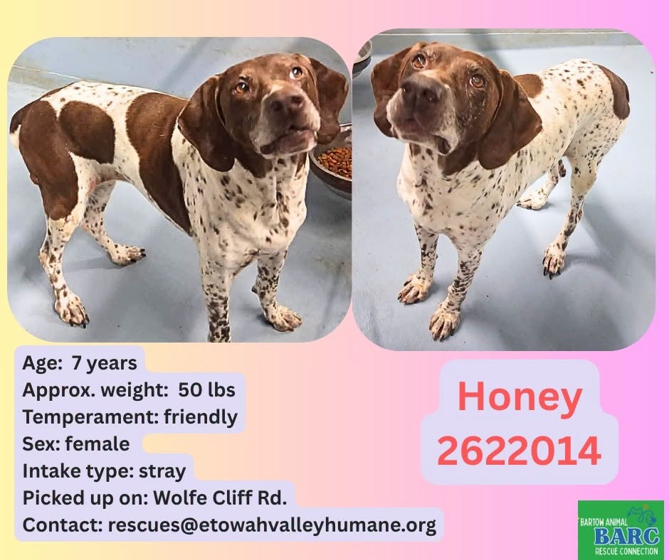 Adoptable pet photo