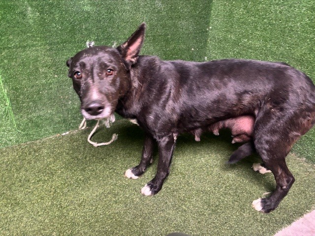 Adoptable pet photo