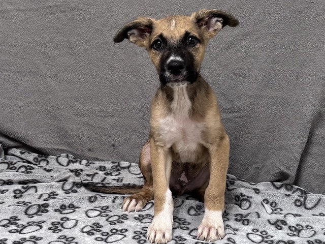 Adoptable pet photo