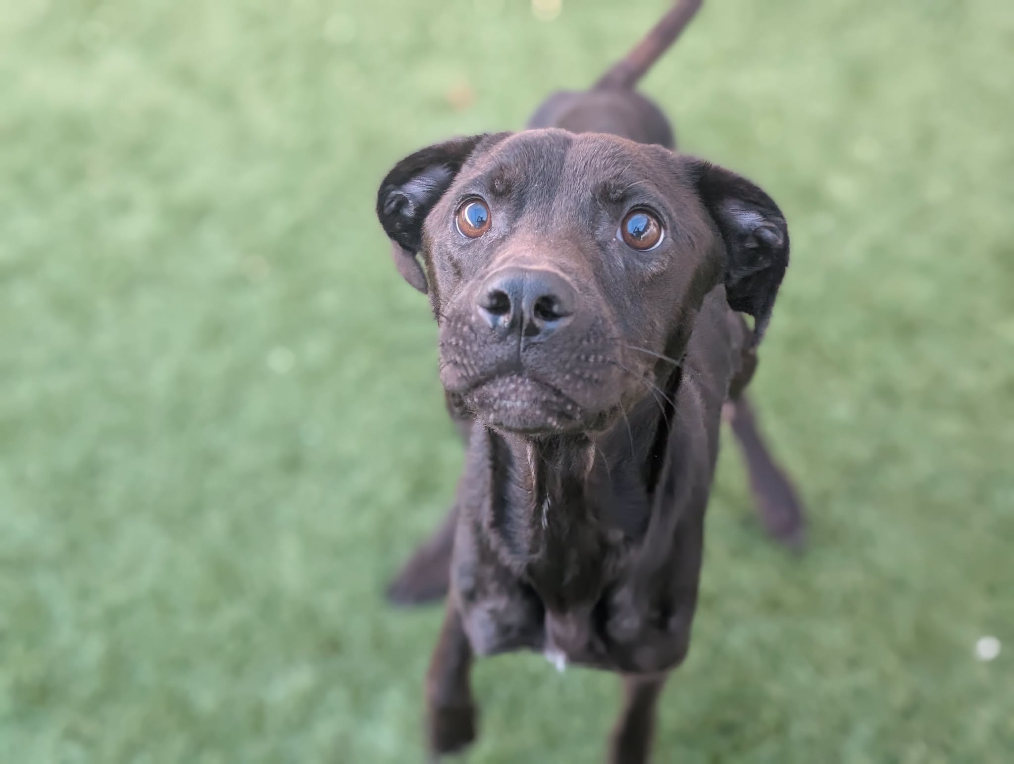 Adoptable pet photo